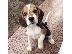 PoulaTo: Όμορφα κουτάβια Beagle